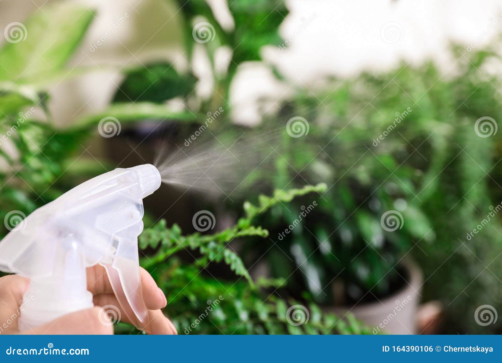 Woman Spraying Different Plants at Home, Closeup Stock Photo Image of