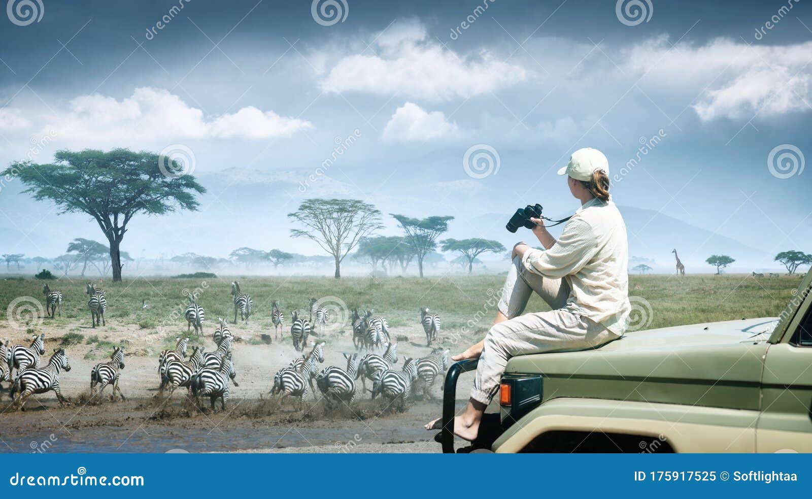 woman tourist on safari in africa, traveling by car in kenya and tanzania, watching zebras and antelopes in the savannah