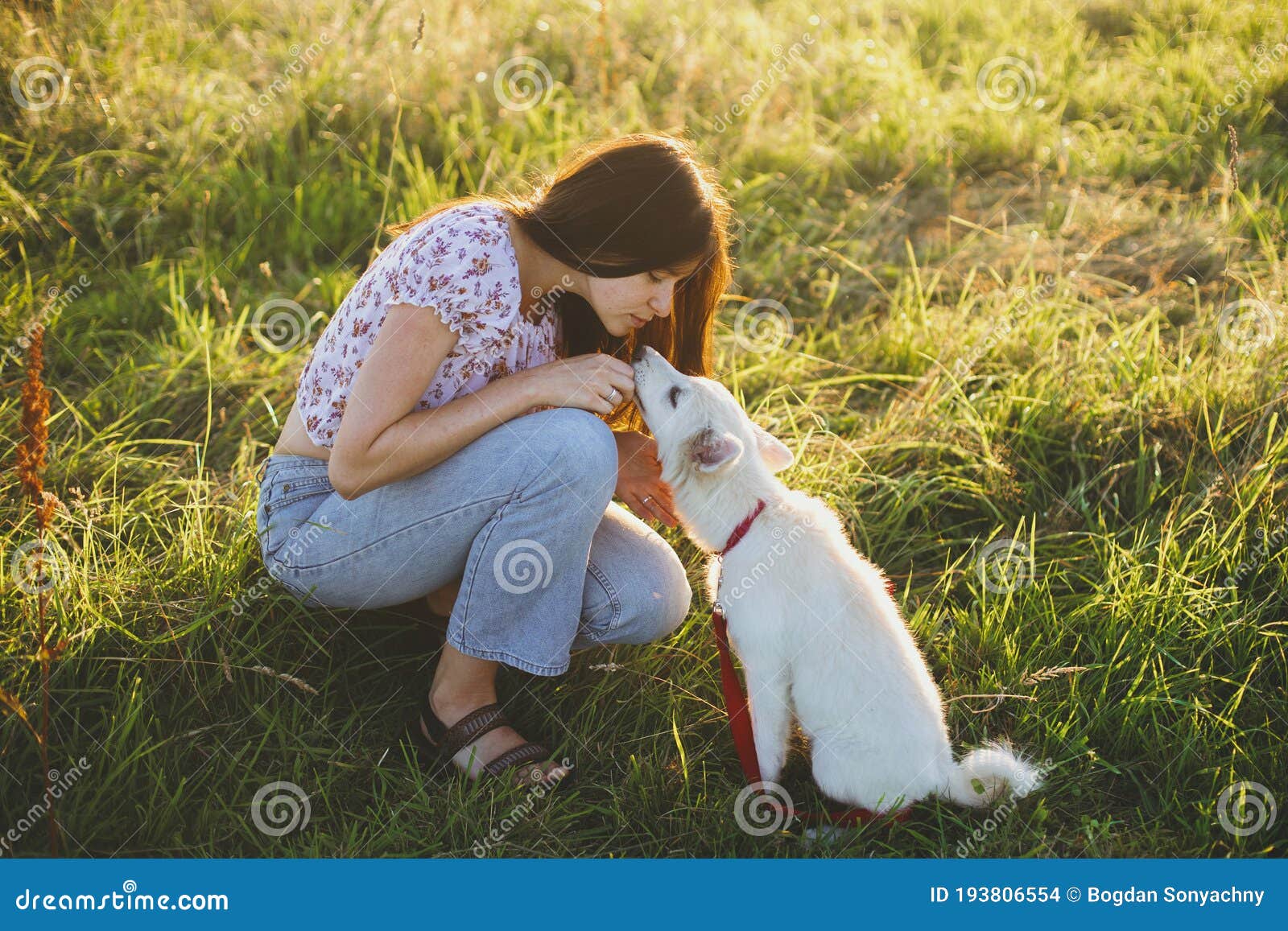 woman training cute white puppy to behave and caressing him in summer meadow in warm sunset light. adorable fluffy puppy  kissing
