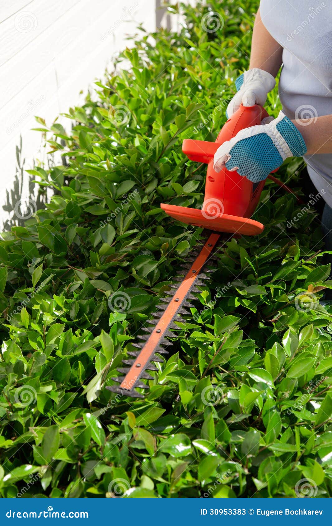 Woman trimming bushes stock image. Image of person, spring - 30953383