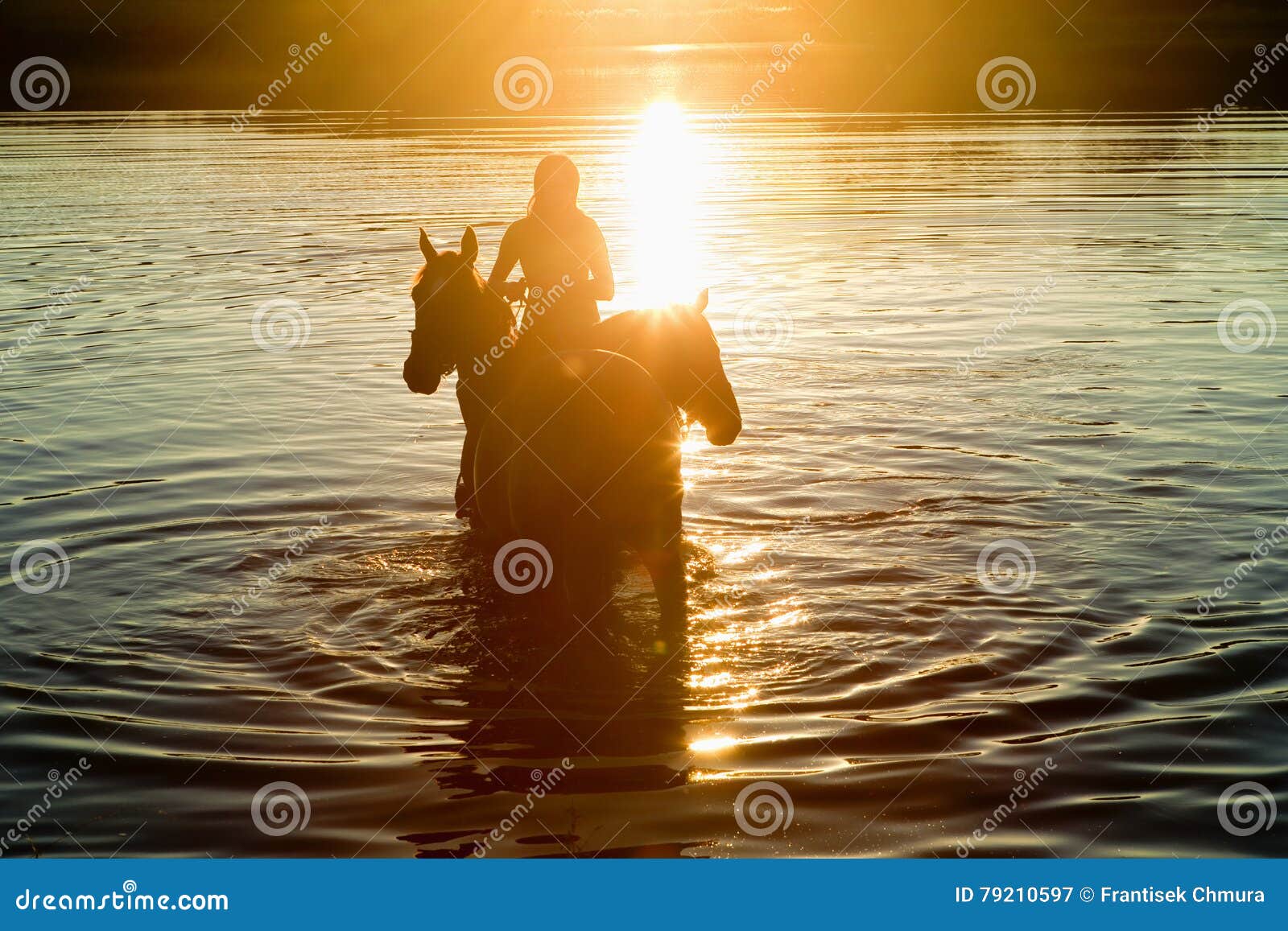 Woman with Two Horses in a Lake Stock Image Image of lake, animal