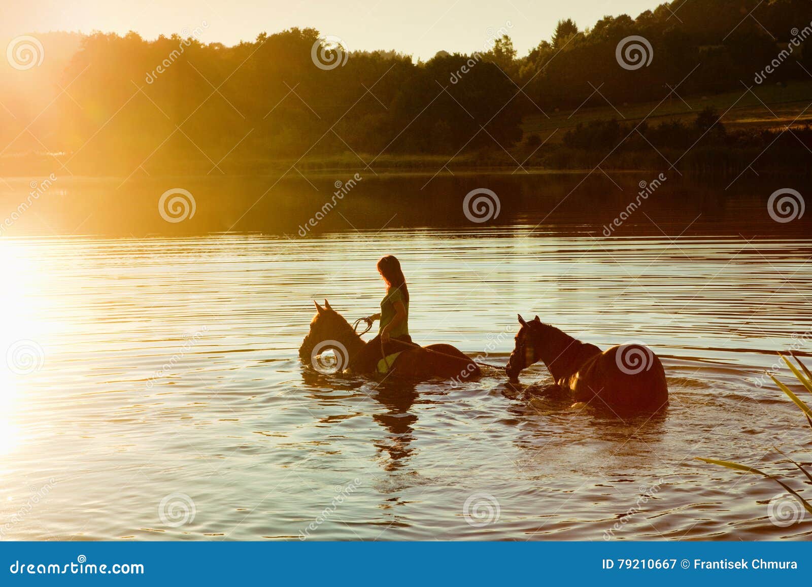 Woman with Two Horses in a Lake Stock Image Image of horse, rider