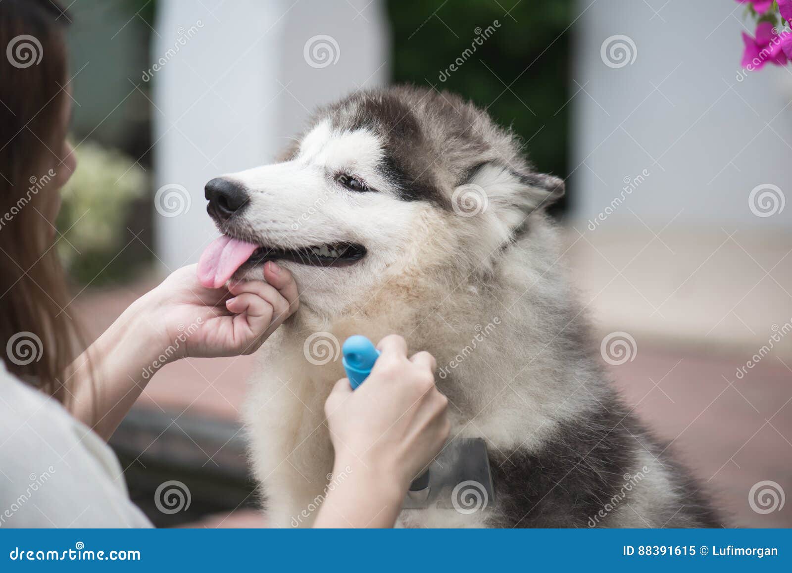 Husky Asian Girl