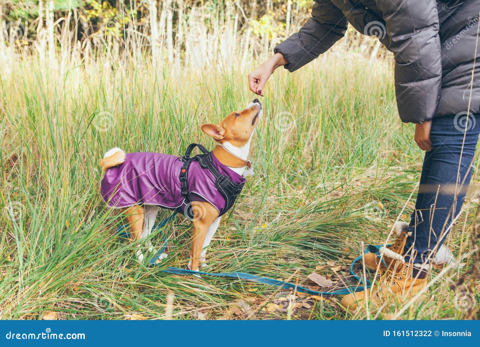 basenji training