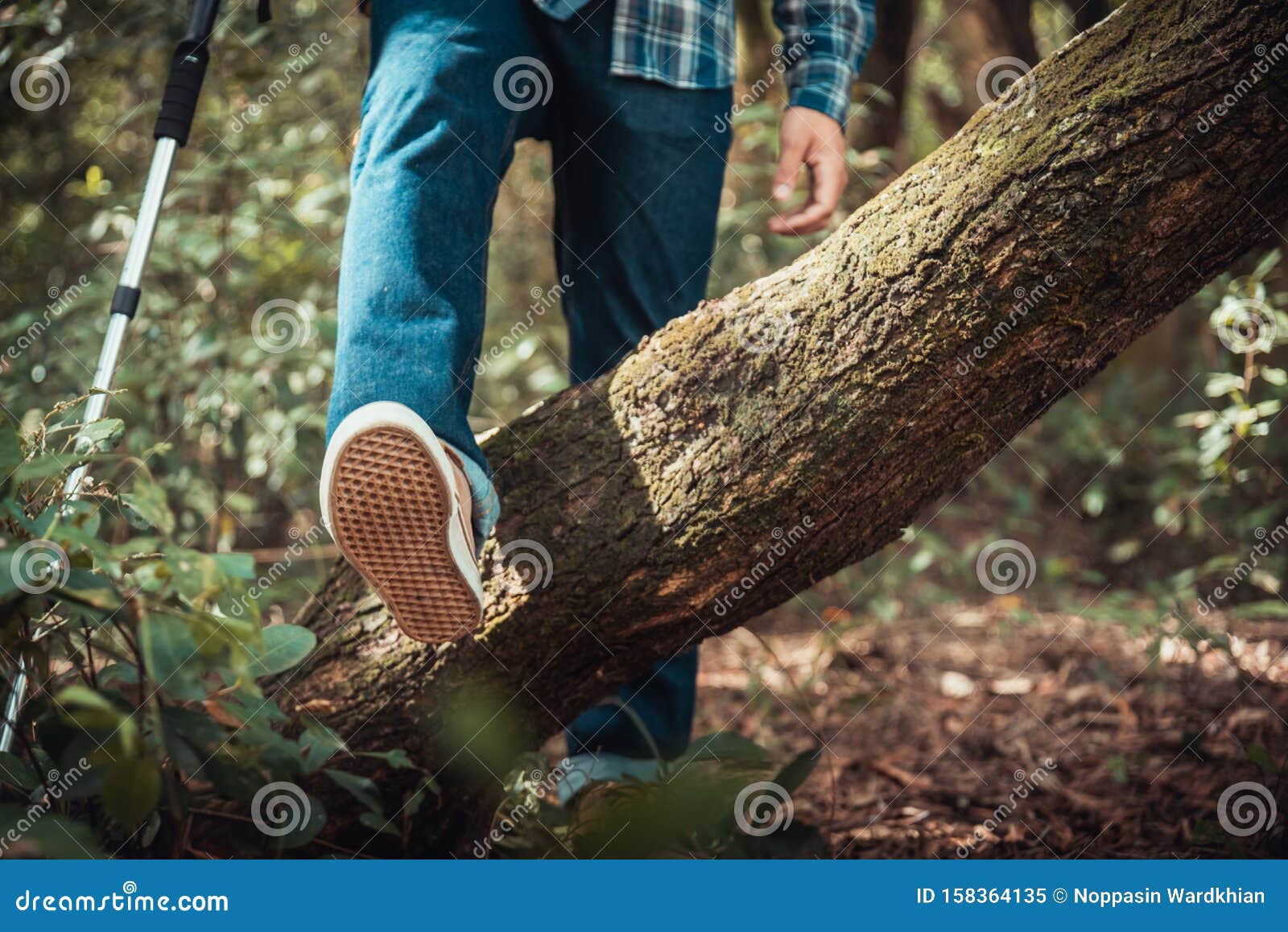 woman walking on a log in the forest and balancing: physical exercise, healthy lifestyle and harmony concept