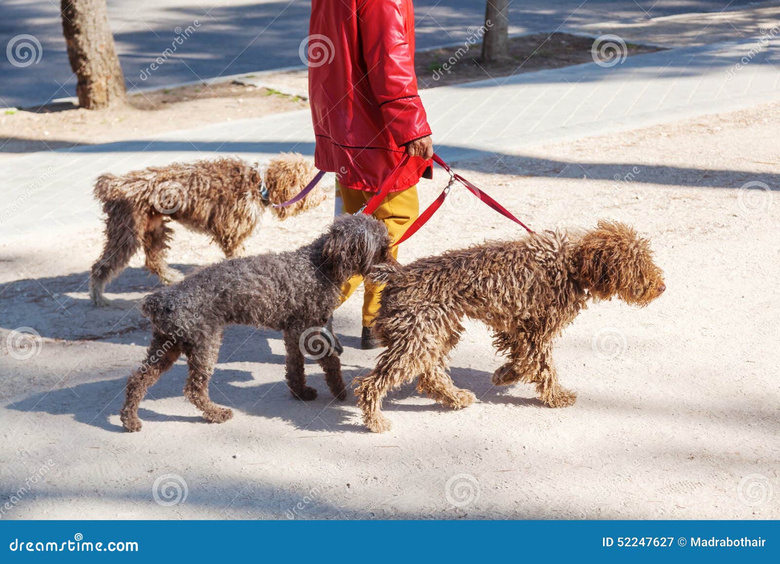 Woman walking three dogs stock image. Image of path, dogs 52247627