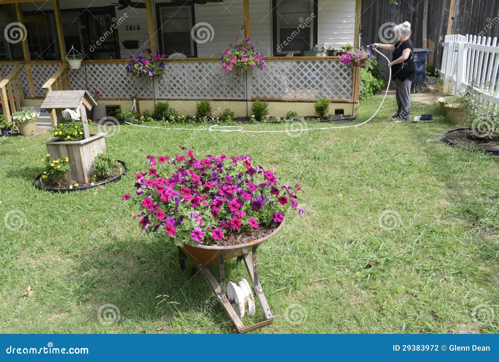 Woman Watering Flowers in Front Yard Stock Photo Image of resident
