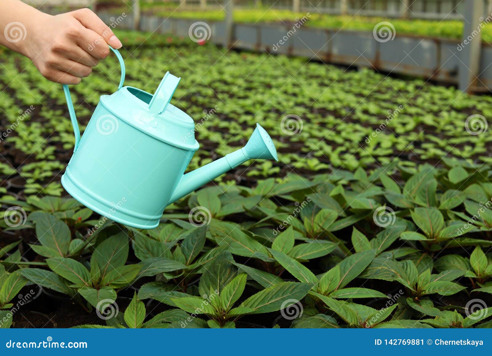 watering seedlings watering seedlings