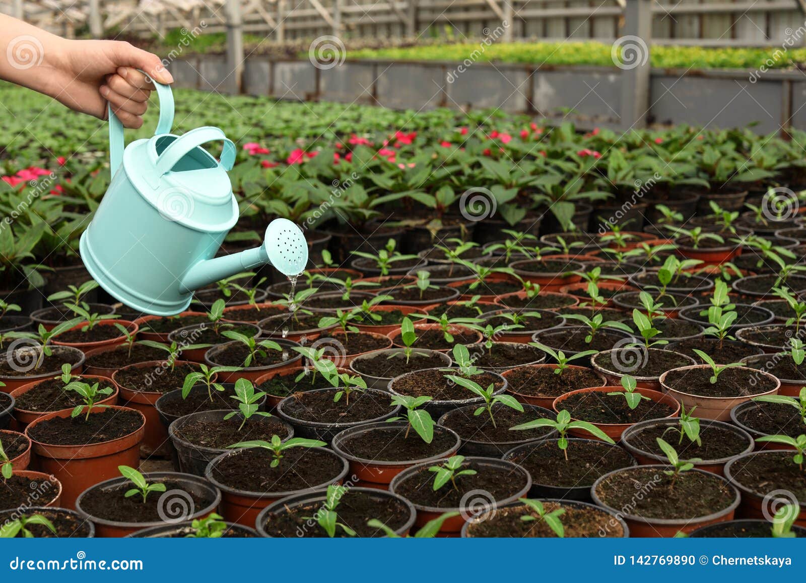 watering seedlings watering seedlings