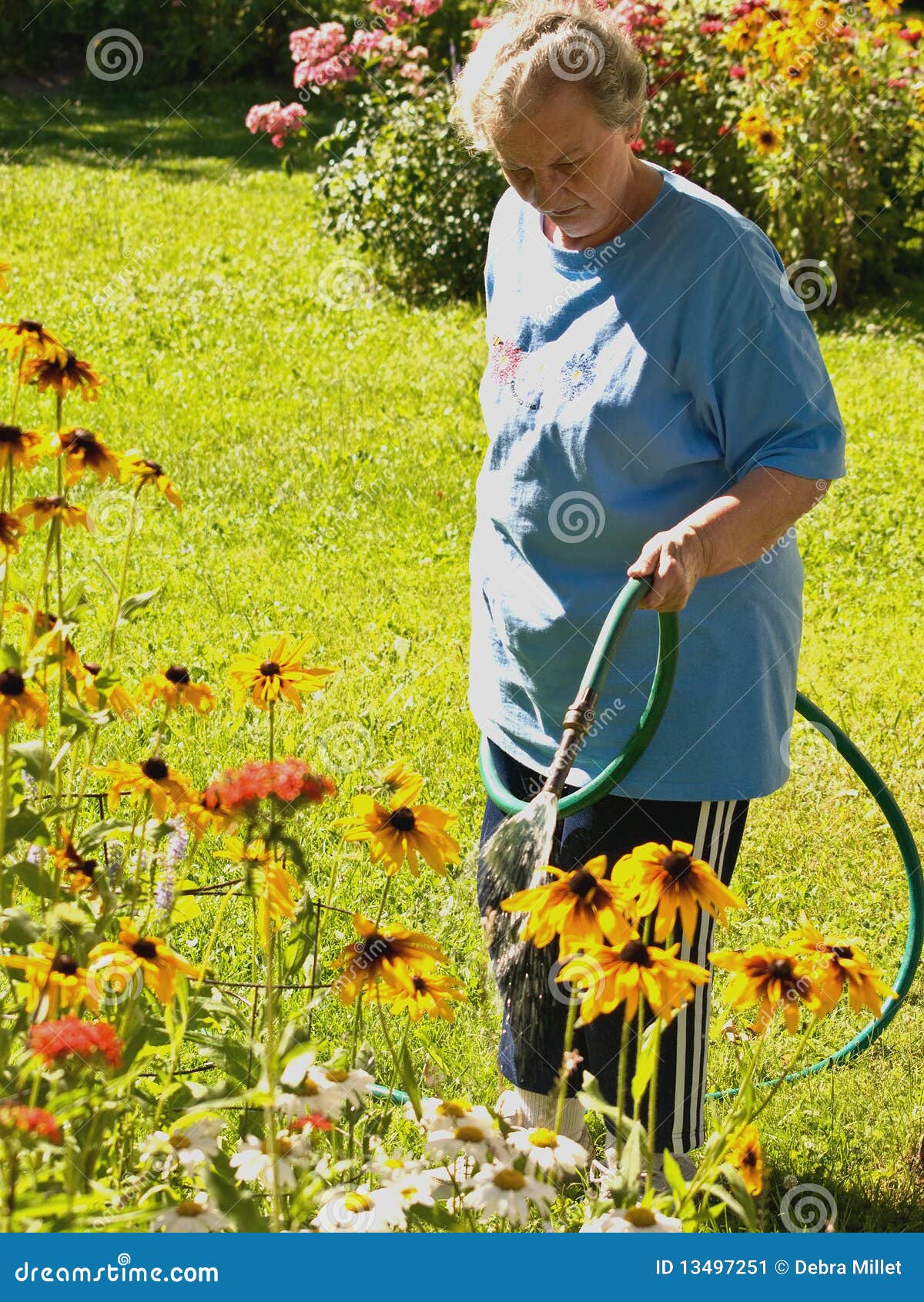 Woman Watering Glorious Daisies Stock Image Image of seasons, hose