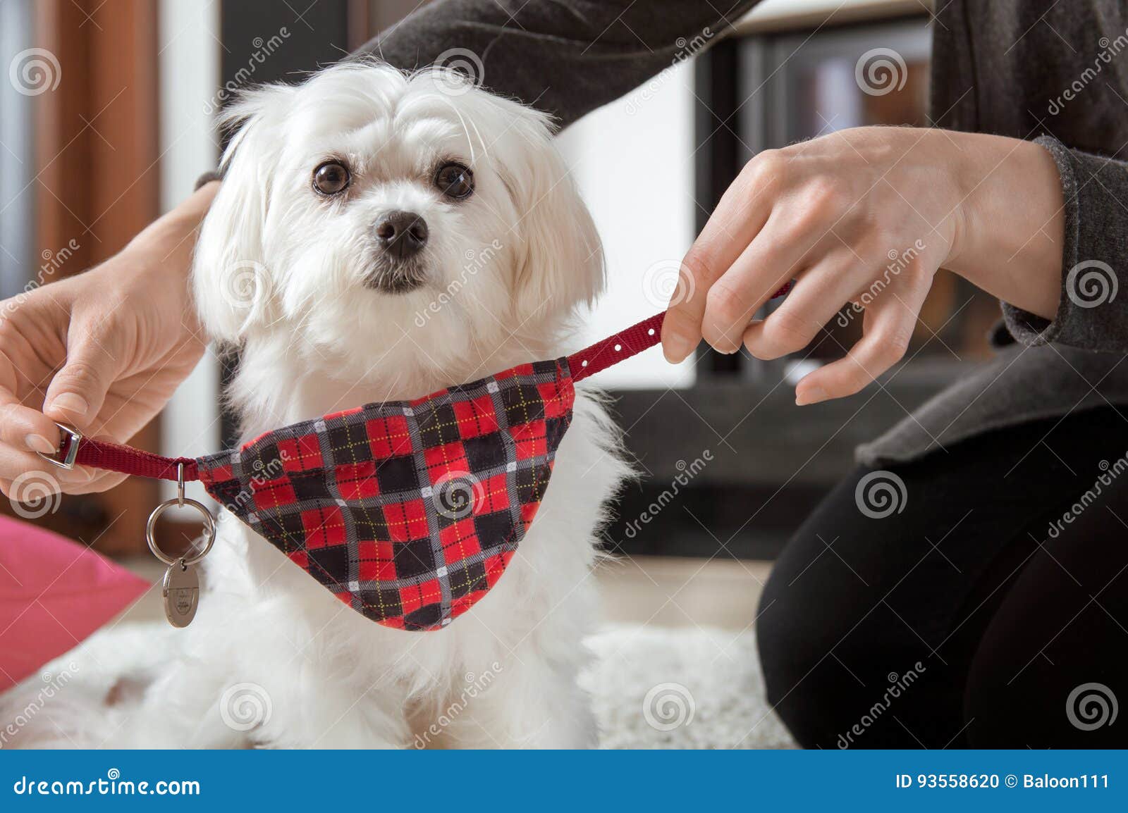 Woman is Wearing a Dog Collar Stock Photo Image of maltese, white