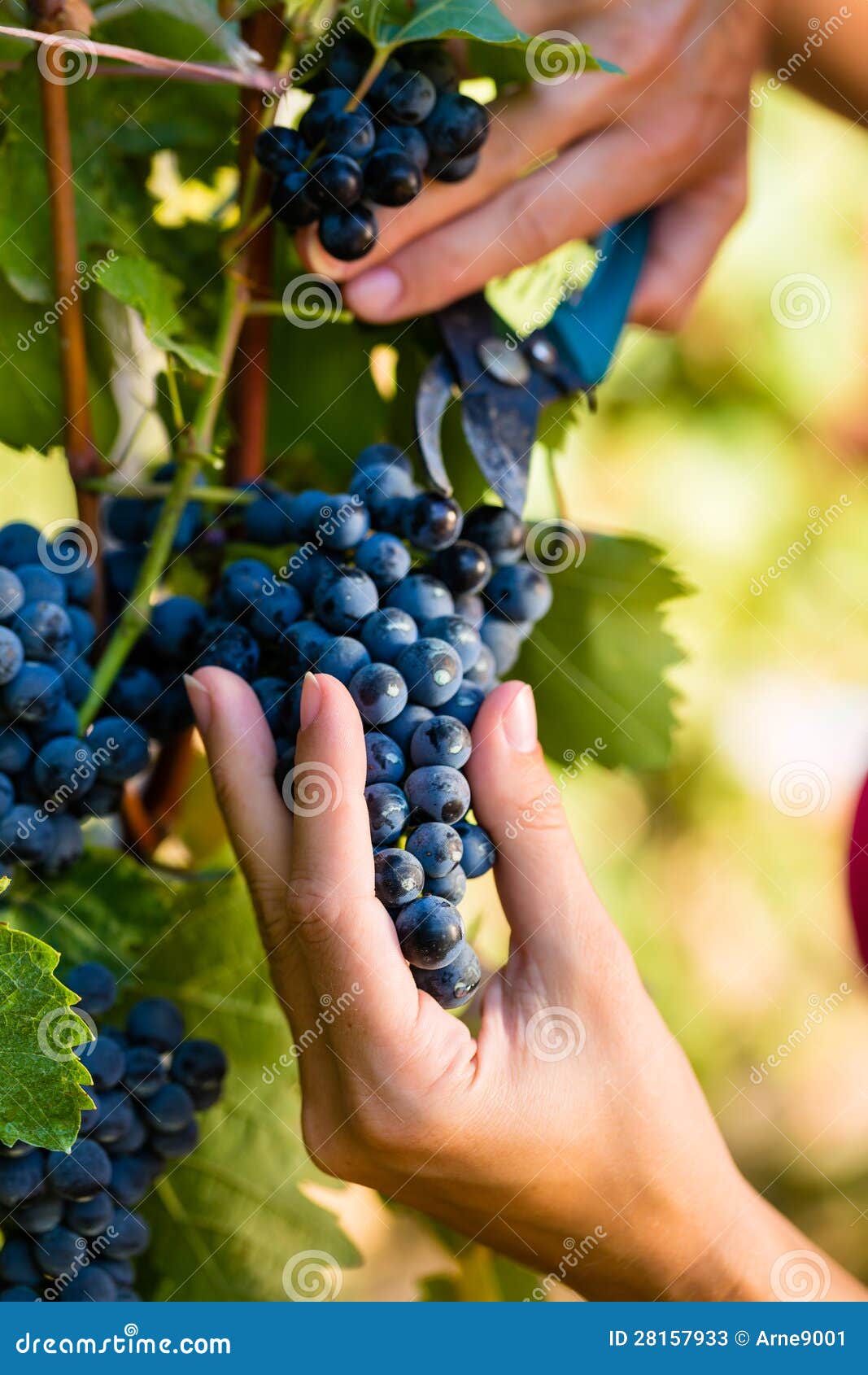 Woman Winemaker Picking Wine Grapes Stock Image Image of sunny