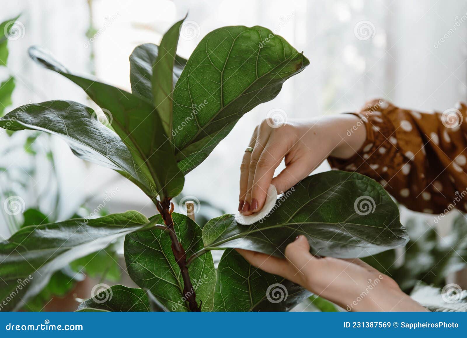 Afslut klip fingeraftryk Woman Wiping Dust Off Green Leaves of Fiddle Leaf Fig, Ficus Lyrata. Stock  Image - Image of home, housekeeping: 231387569