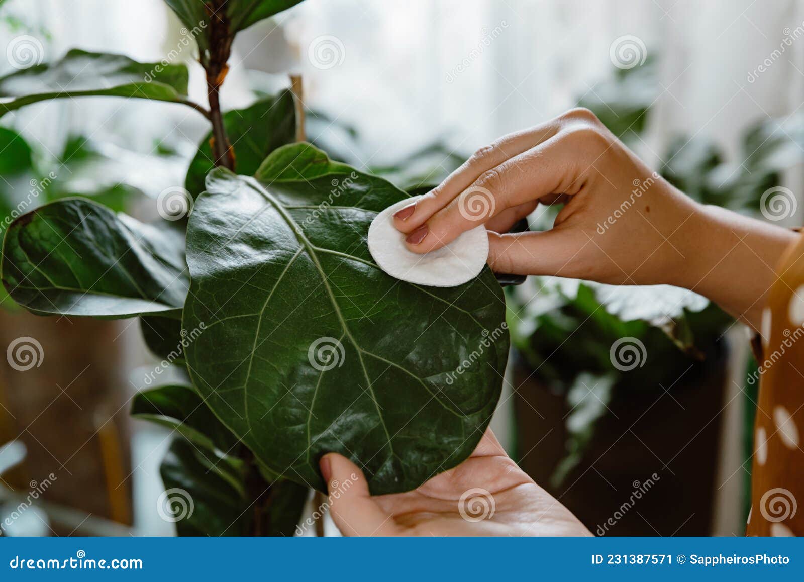 middelalderlig syre At deaktivere Woman Wiping Dust Off Green Leaves of Fiddle Leaf Fig, Ficus Lyrata. Stock  Image - Image of home, growth: 231387571