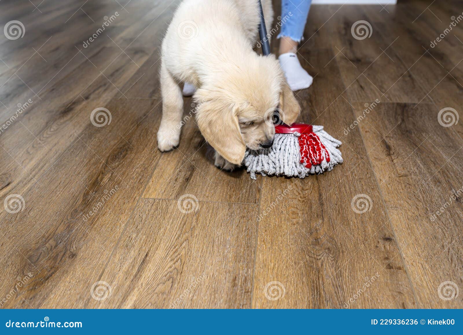 a woman wiping piss on a puppy off modern water resistant vinyl panels with a mop, next to a disturbing puppy.