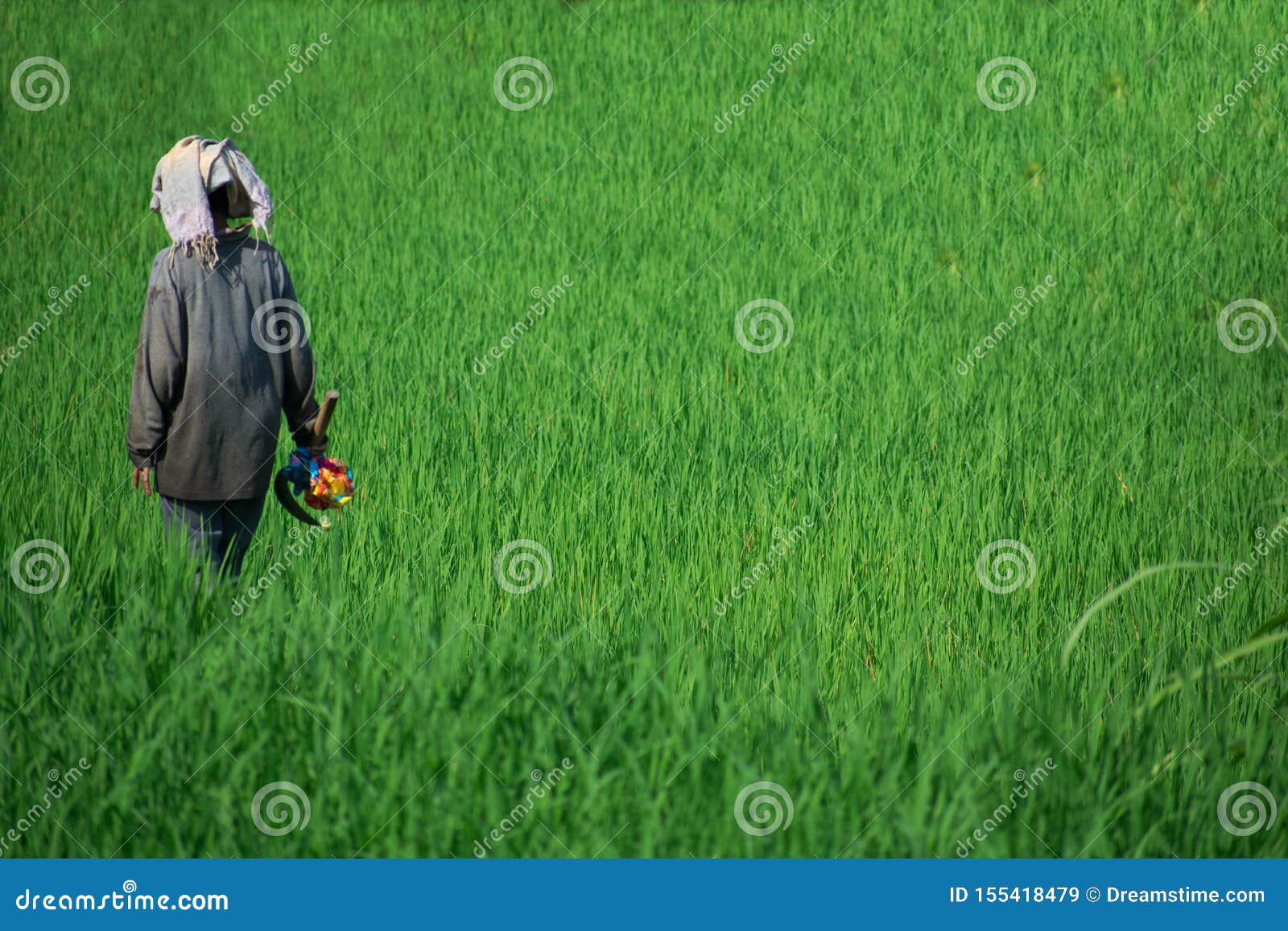 Woman at Work in the Rice Fields in Bali, Indonesia Stock Image Image