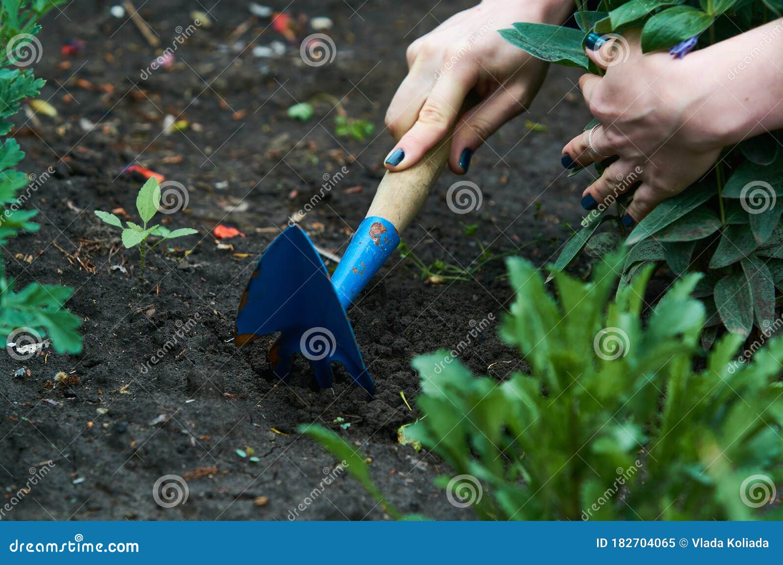 In the Womans Hand, Small Blue Rakes for Care of Plants and Flowers in ...
