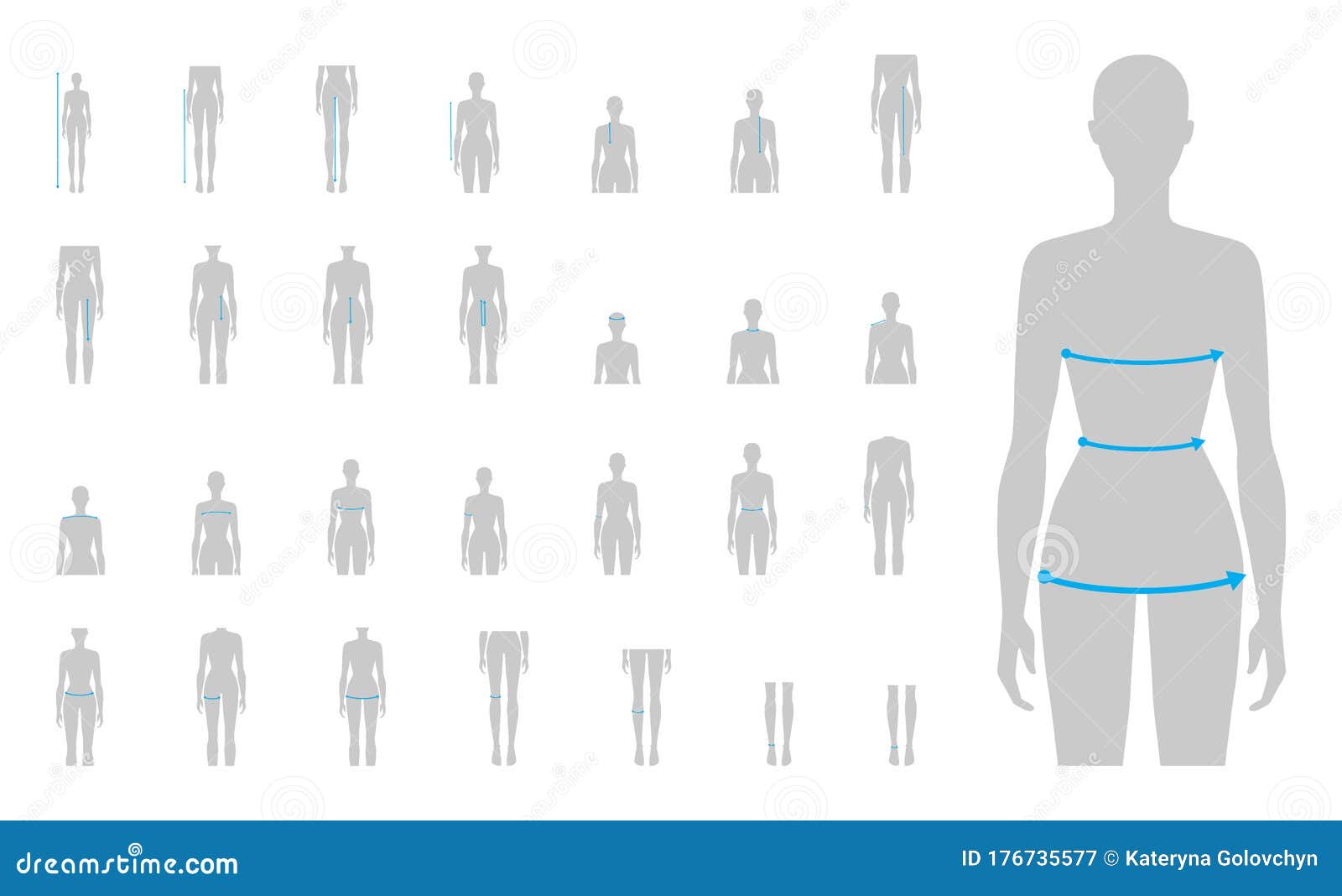 Pattern of the female body measurements in full Vector Image