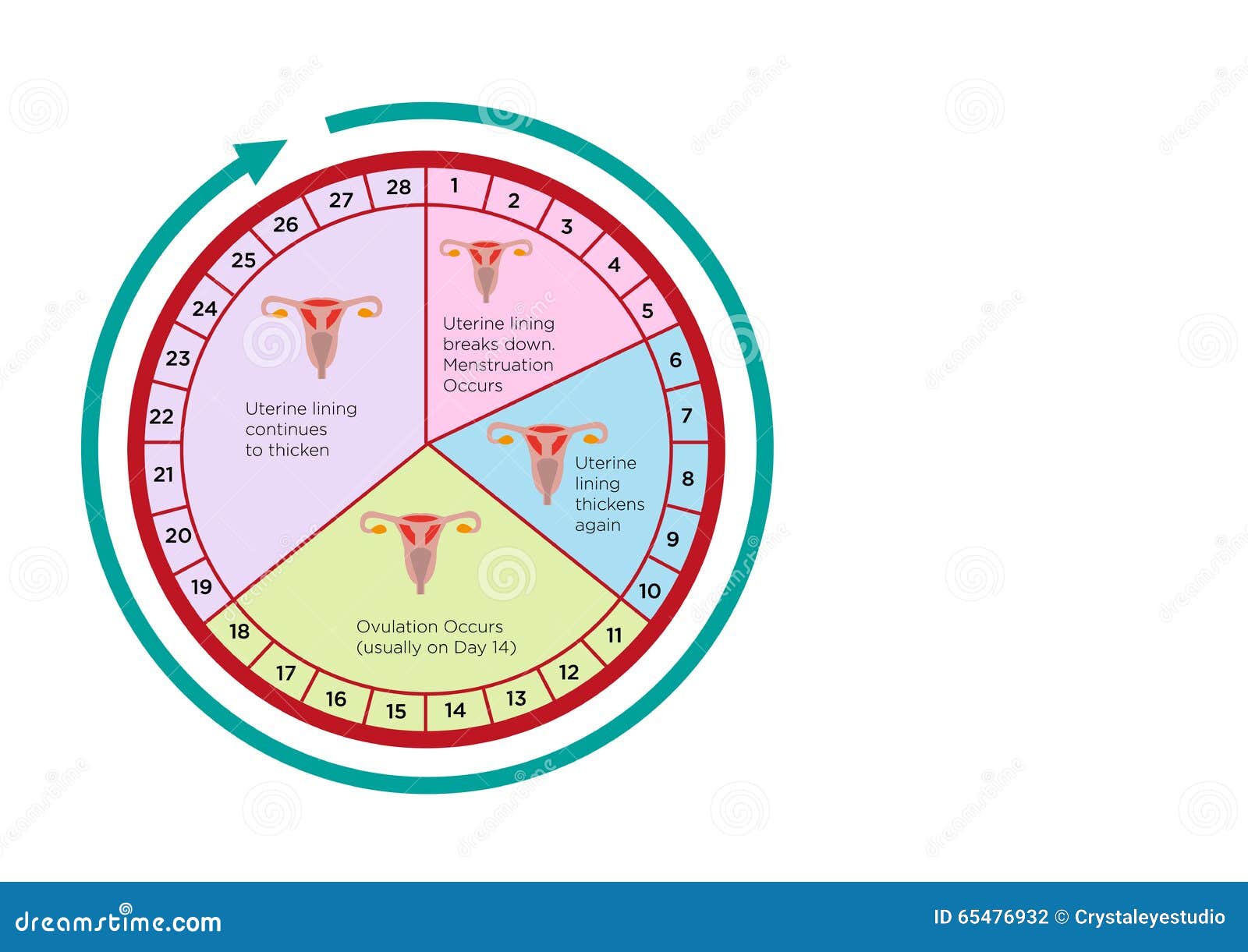 Women S Fertility Cycle Calendar with Different Stages. Editable