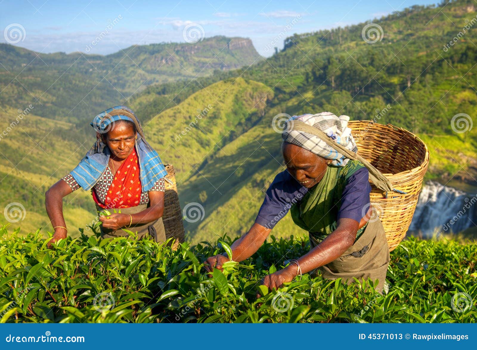 women tea pickers in sri lanka