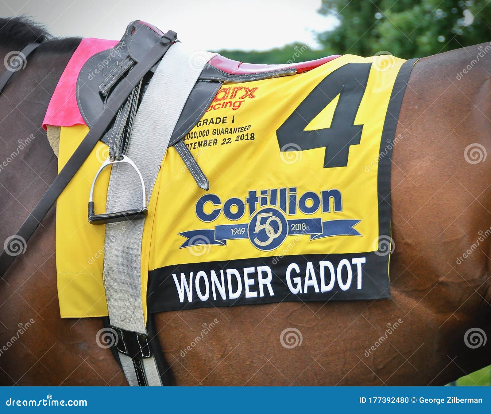 Wonder Gadot Saddlecloth Cotillion Stakes Editorial Image Image of