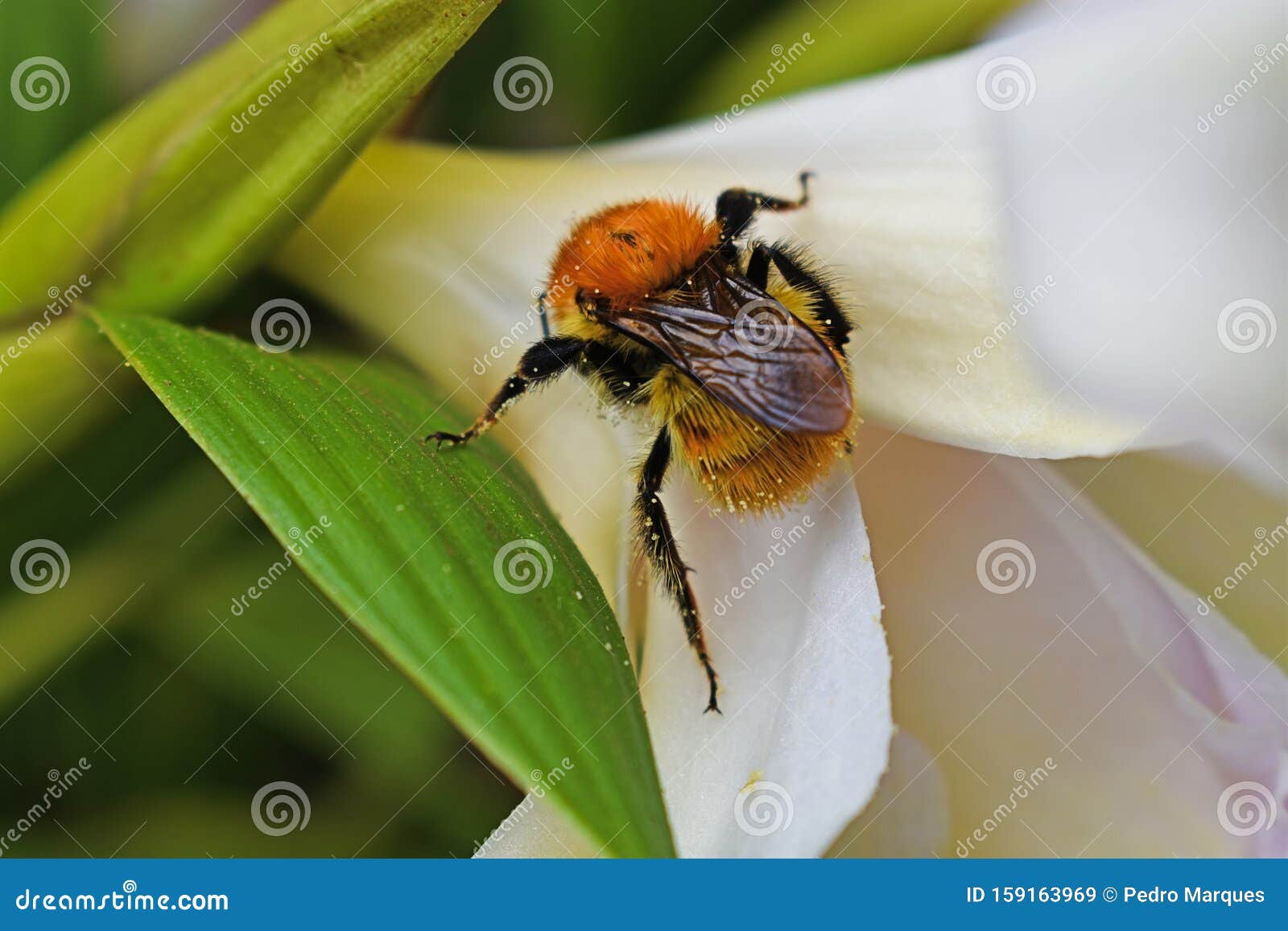 wonderful bee in a flower