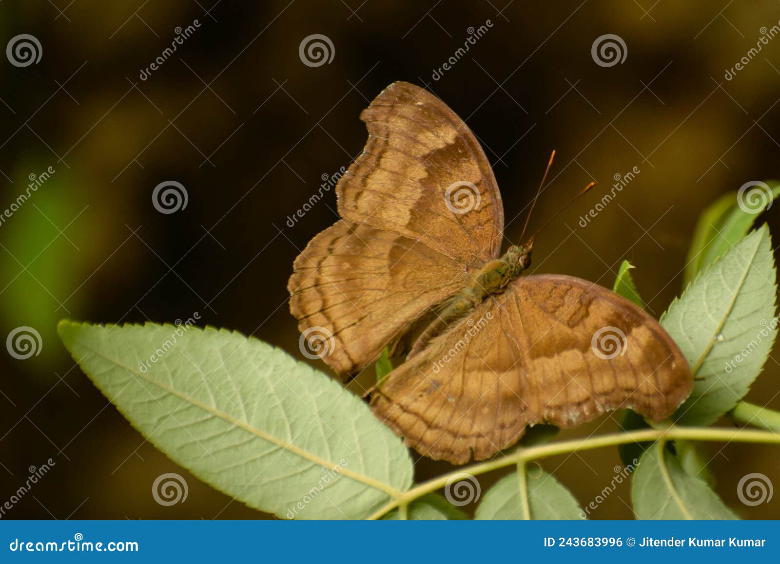 wonderful brown butterfly resting on green leaf