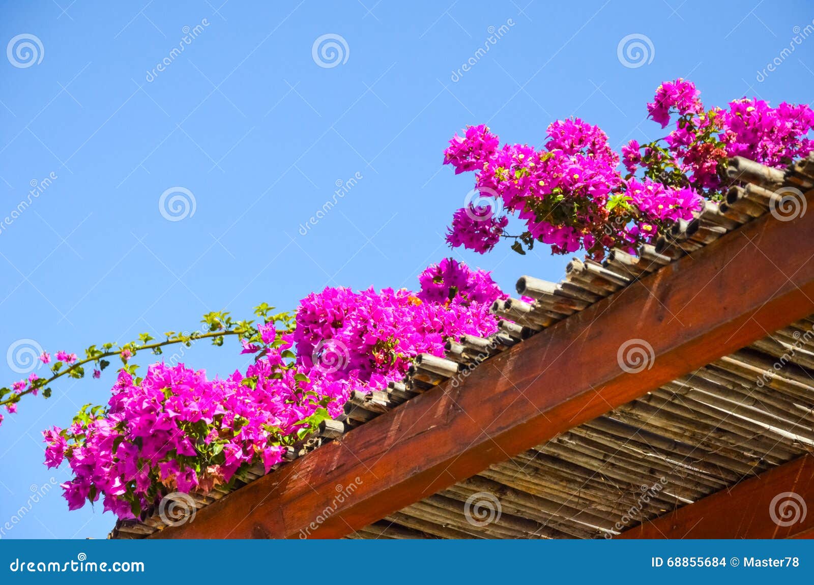 Wonderful Flowers Found In Greece Stock Photo Image of flower