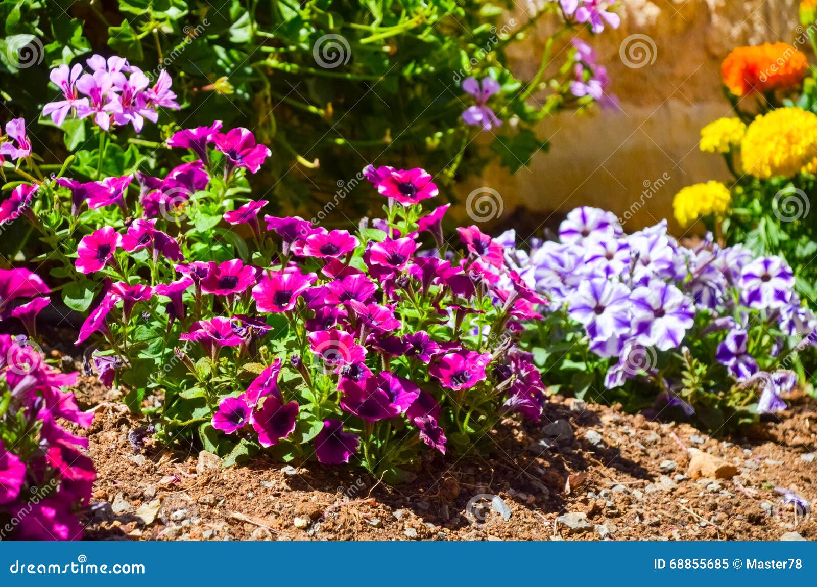 Wonderful Flowers Found In Greece Stock Image Image of european
