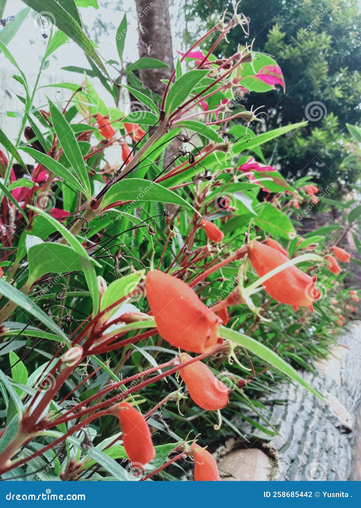 Wonderful Grass stock photo. Image of beauty, flowers 258685442