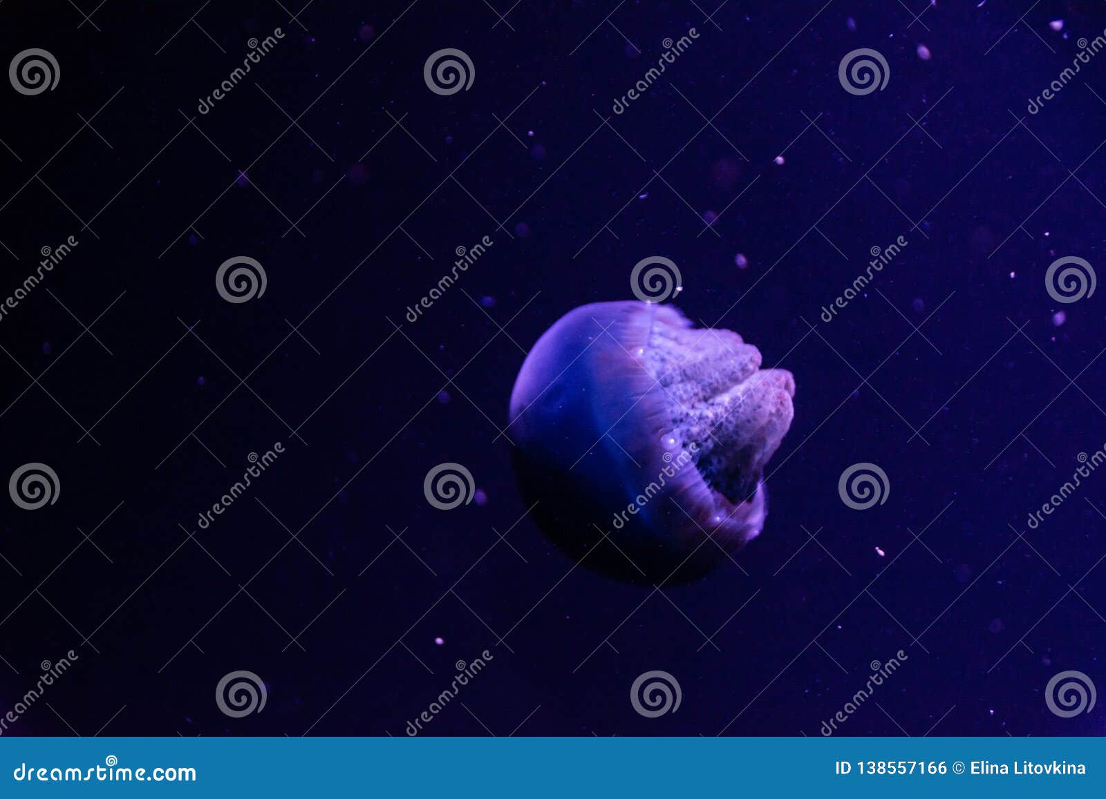 Jellyfish in blue light