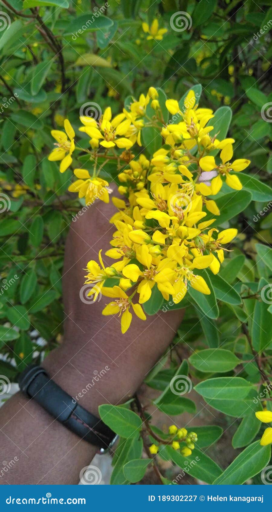 A Wonderful Little Yellow Flower Stock Image Image of produce, plant