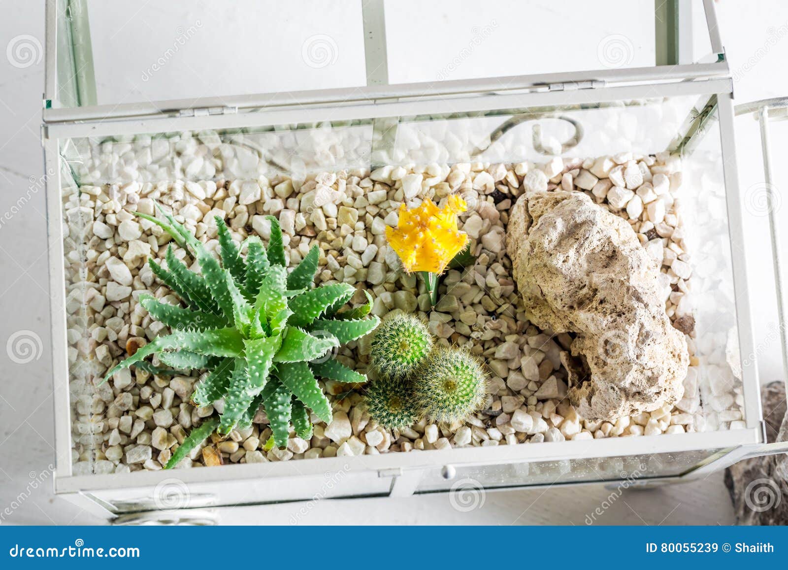 Wonderful Live Cactus in a Glass Terrarium with Self Ecosystem Stock