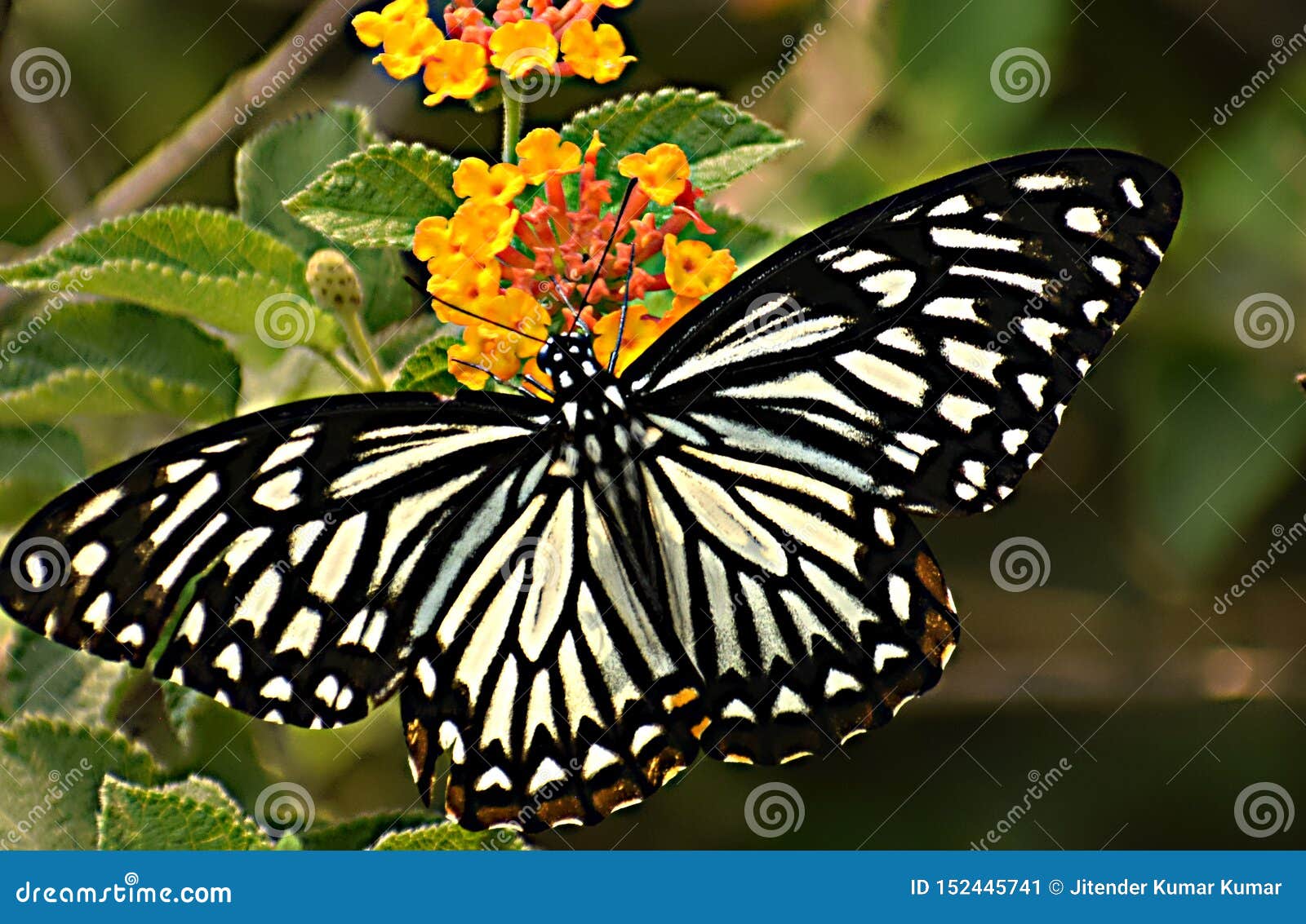 Sưu tập Bộ cánh vẩy 2 - Page 62 Wonderful-oriental-common-mime-papilio-clytia-clytia-butterfly-its-amazing-butterfly-its-too-similar-to-common-mime-butterfly-152445741