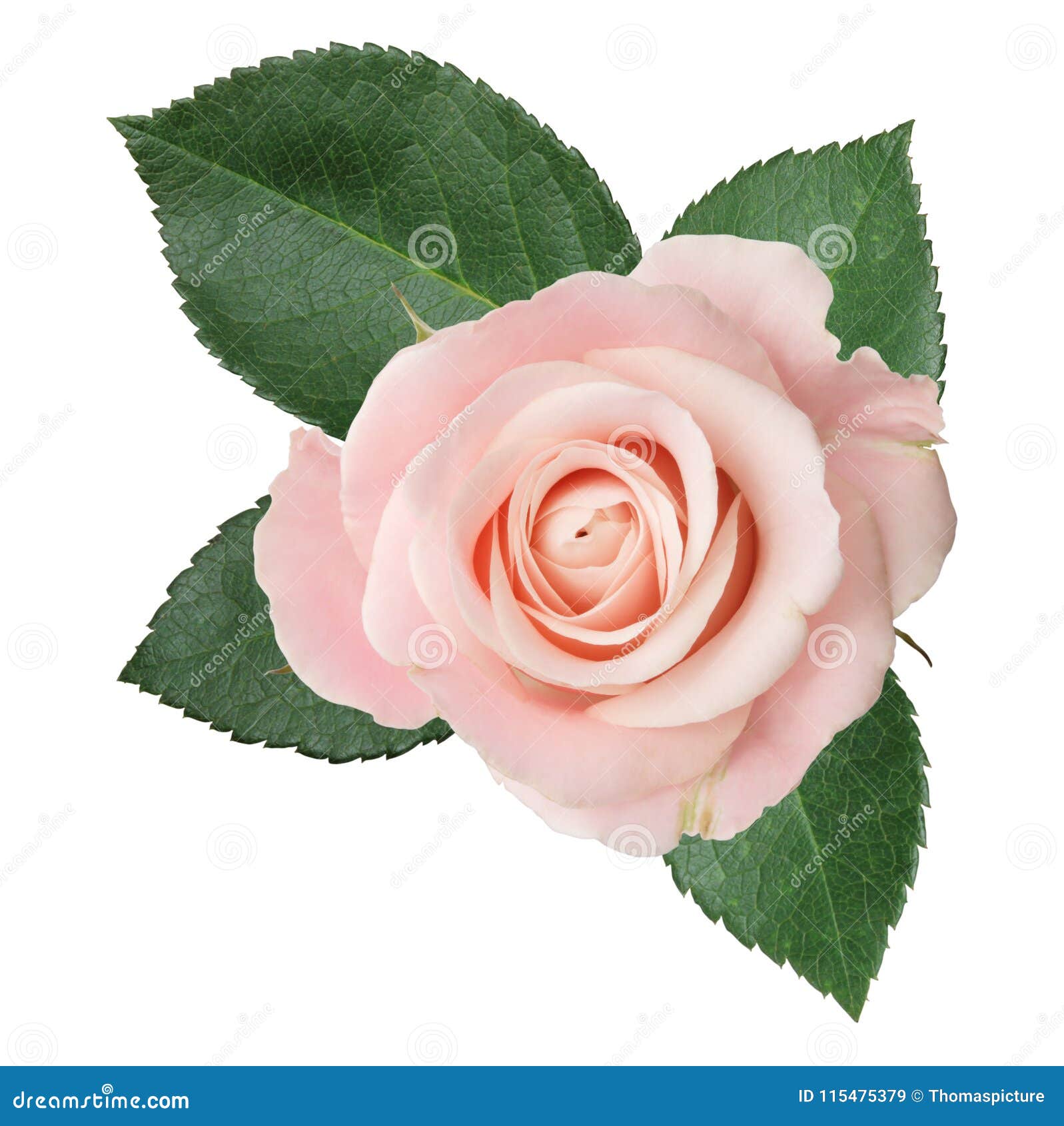 wonderful pink rose rosaceae  on white background.