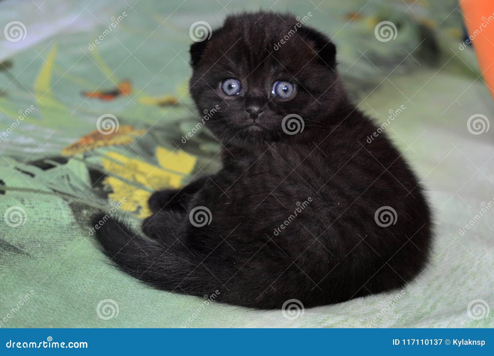 Scottish Fold , The Black , Blue-Eyed Baby , Cat Stock Image - Image Of  Baby, Wonderful: 117110137