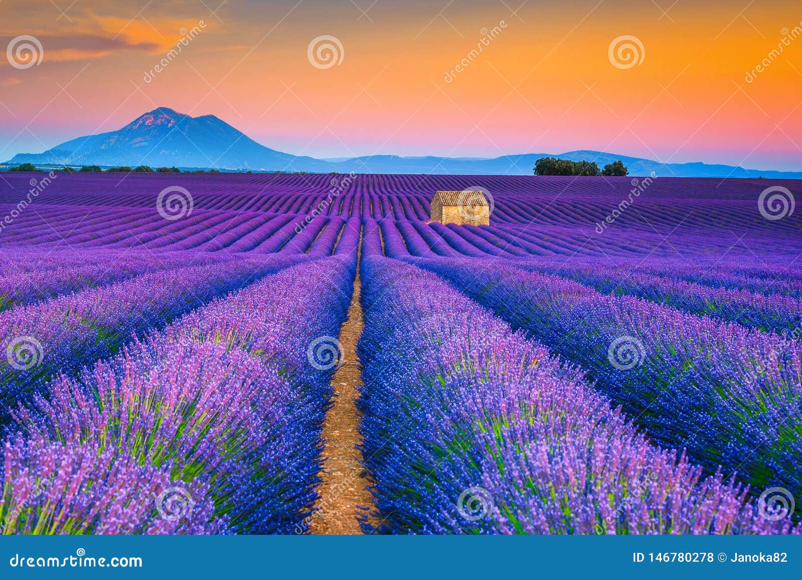 wonderful summer landscape with lavender fields in provence, valensole, france