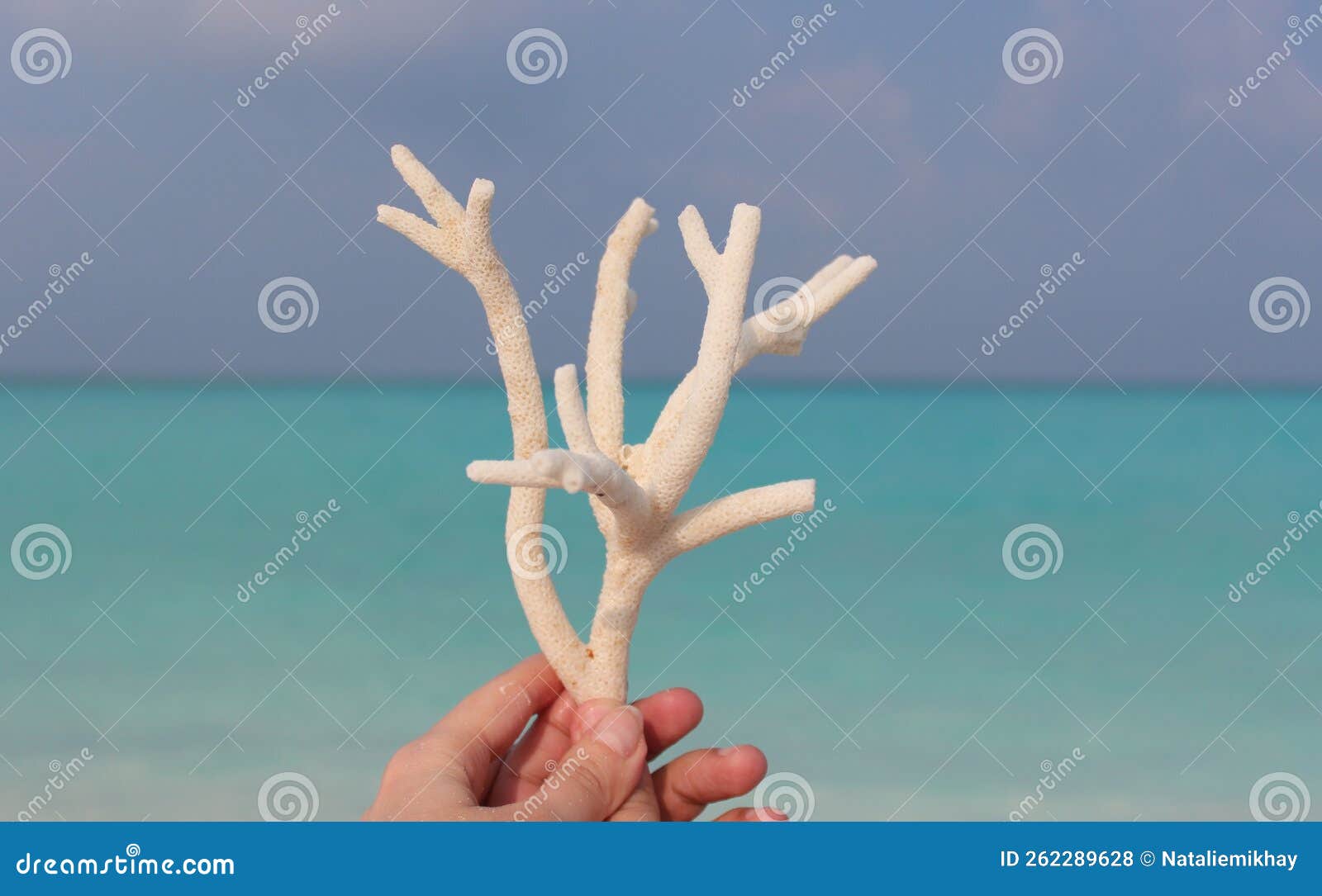 wonderful white coral in hands against blue horizon. marine peace of art