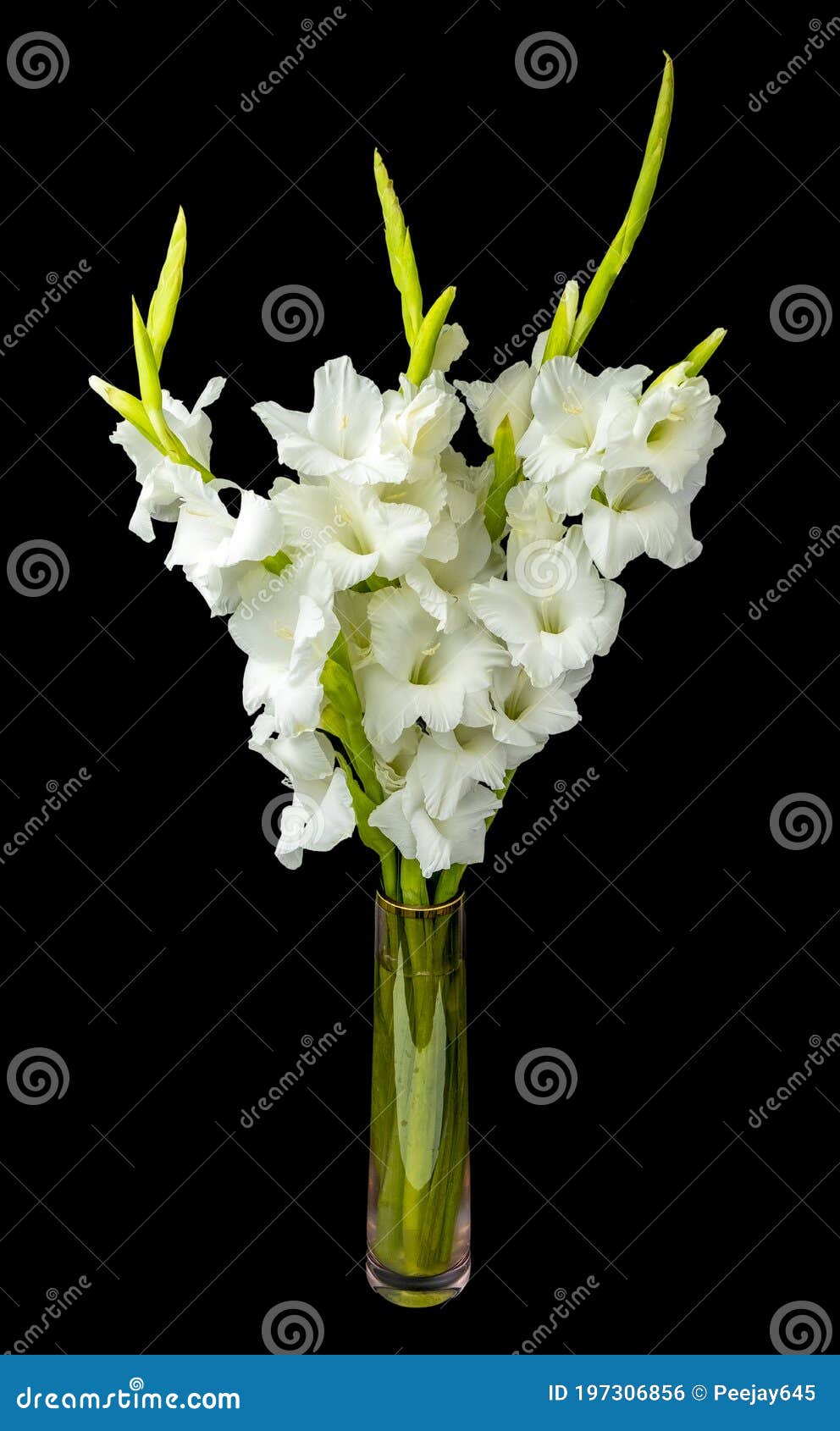 wonderful white gladiolus also known as sword lily