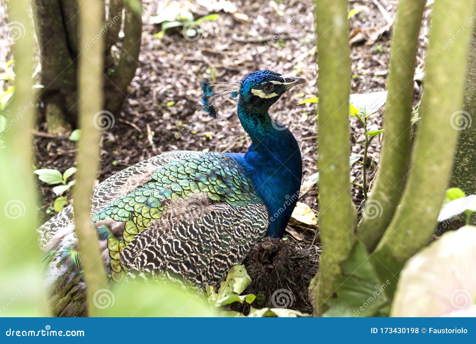 wonderful wildlife landscapes at ukumari biopark in pereira, colombia.