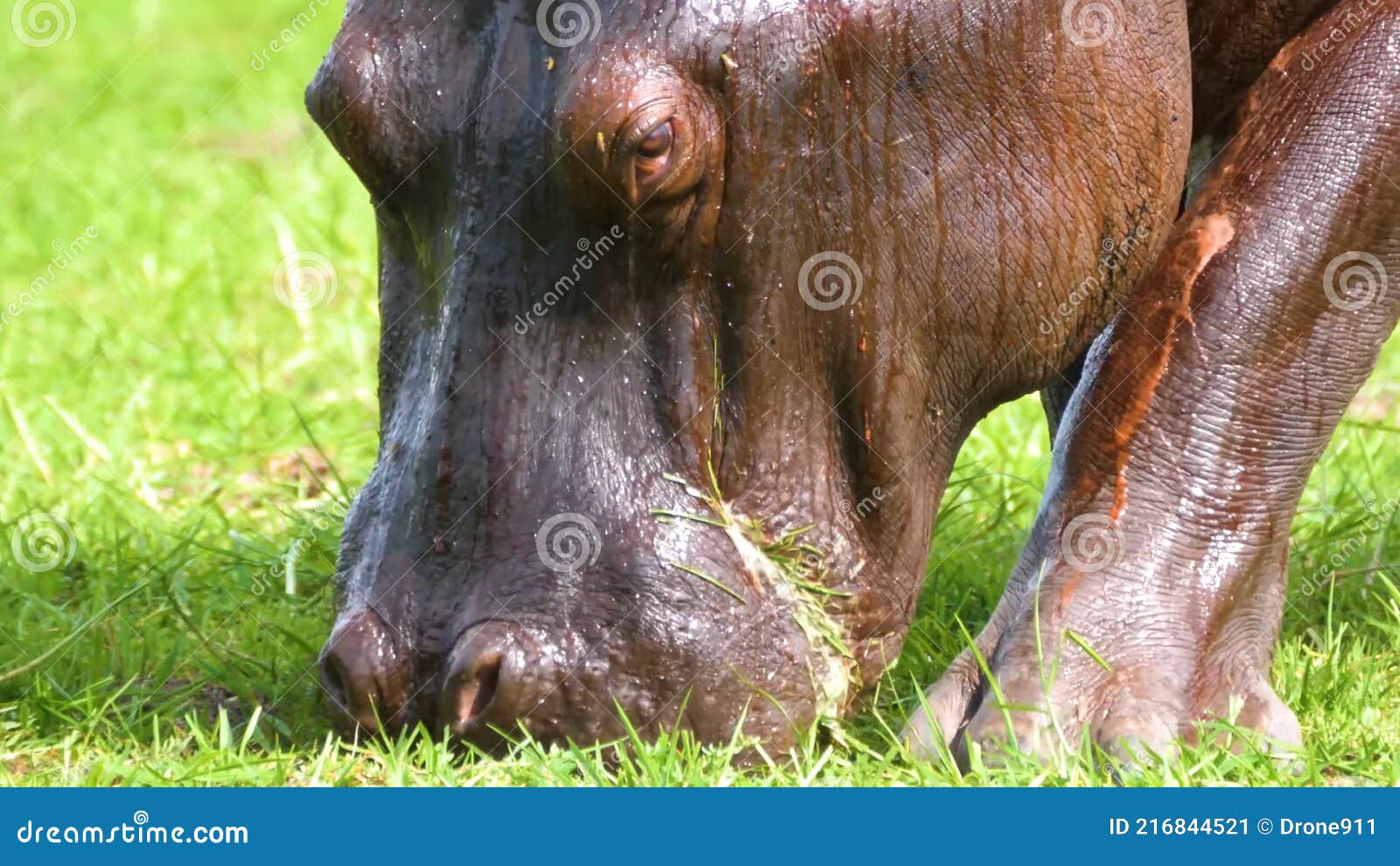 Wonderful Hippopotamus in the Wild, Wildlife, Wild Animal, Wild Nature,  Hippo Stock Image - Image of mouth, river: 216844521