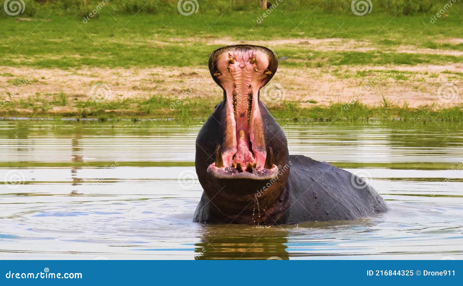 Wonderful Hippopotamus in the Wild, Hippo, Wild Nature, Wild Animal, Wildlife Stock Image - Image of closeup, wonderful: 216844325 Wonderful Hippopotamus in the Wild, Hippo, Wild Nature, Wild Animal, Wildlife Stock Image - Image of closeup, wonderful: 216844325