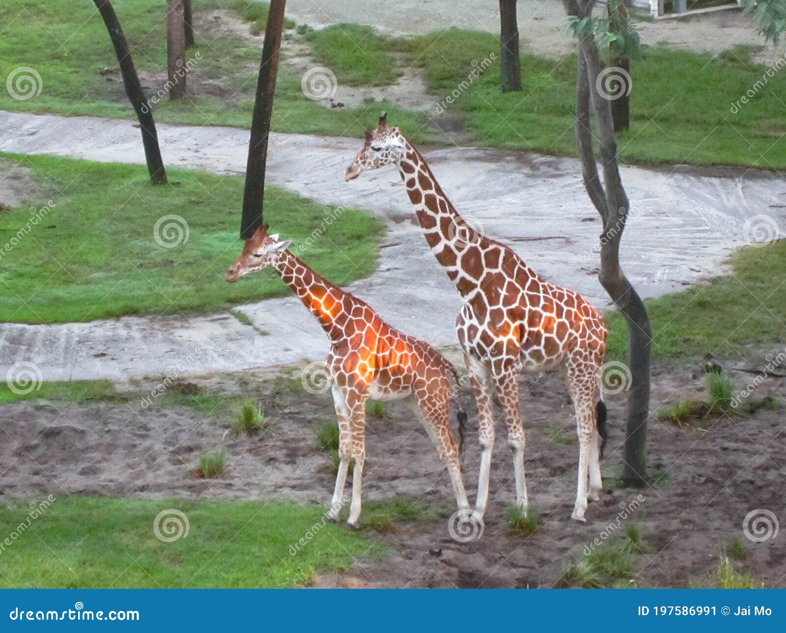 wonderful world of two giraffes