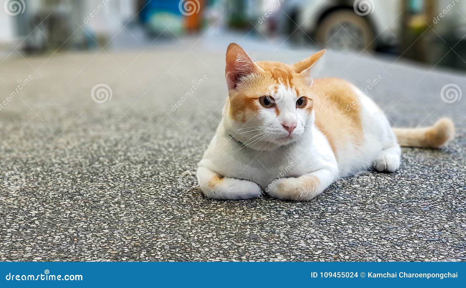 orange colour cat