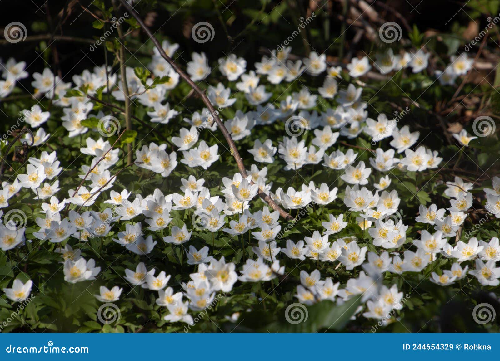 Wood Anemone Growing in the Forest, Also Called Anemone Nemorosa Stock