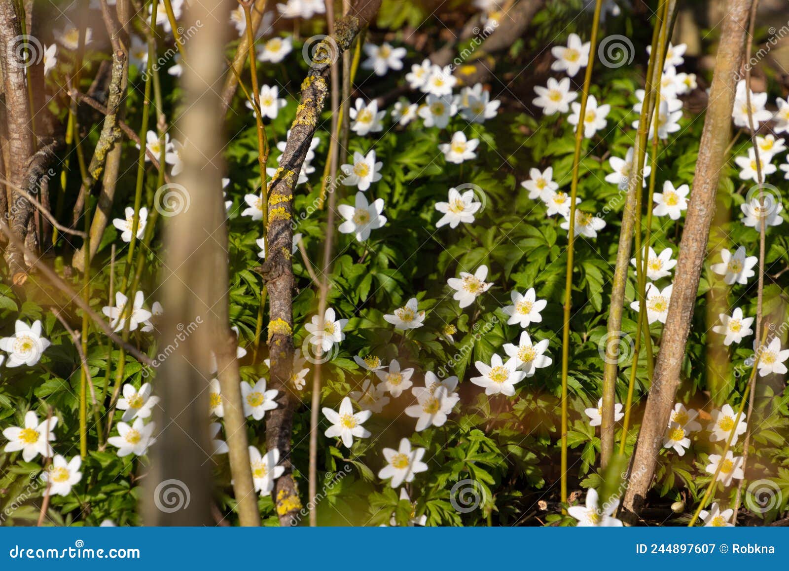 Wood Anemone Growing in the Forest, Also Called Anemone Nemorosa Stock