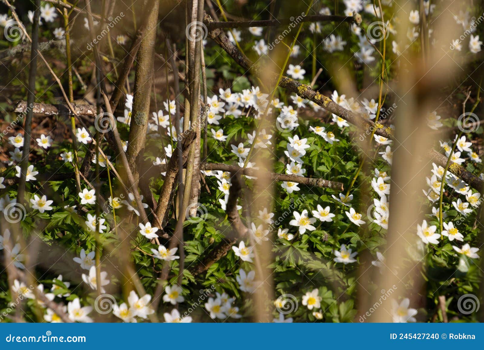Wood Anemone Growing in the Forest, Also Called Anemone Nemorosa Stock Photo Image of forest
