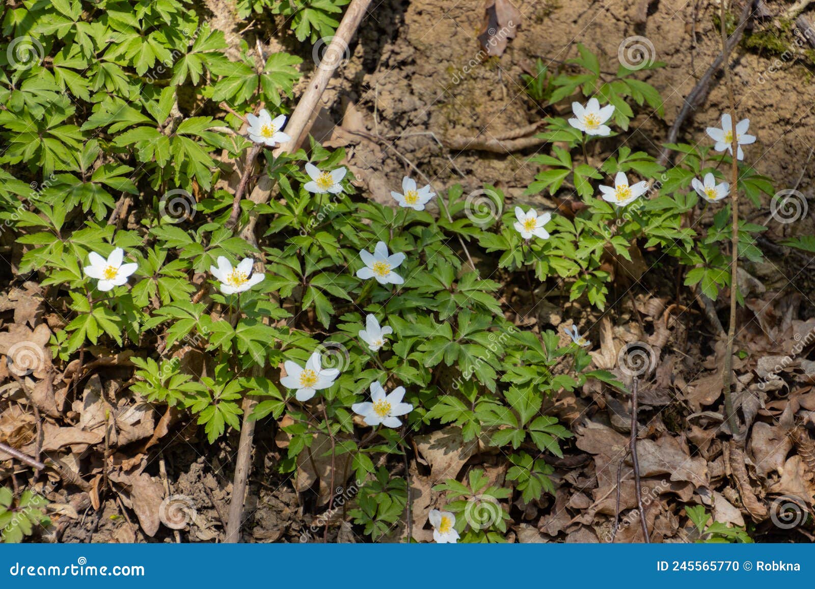 Wood Anemone Growing in the Forest, Also Called Anemone Nemorosa Stock