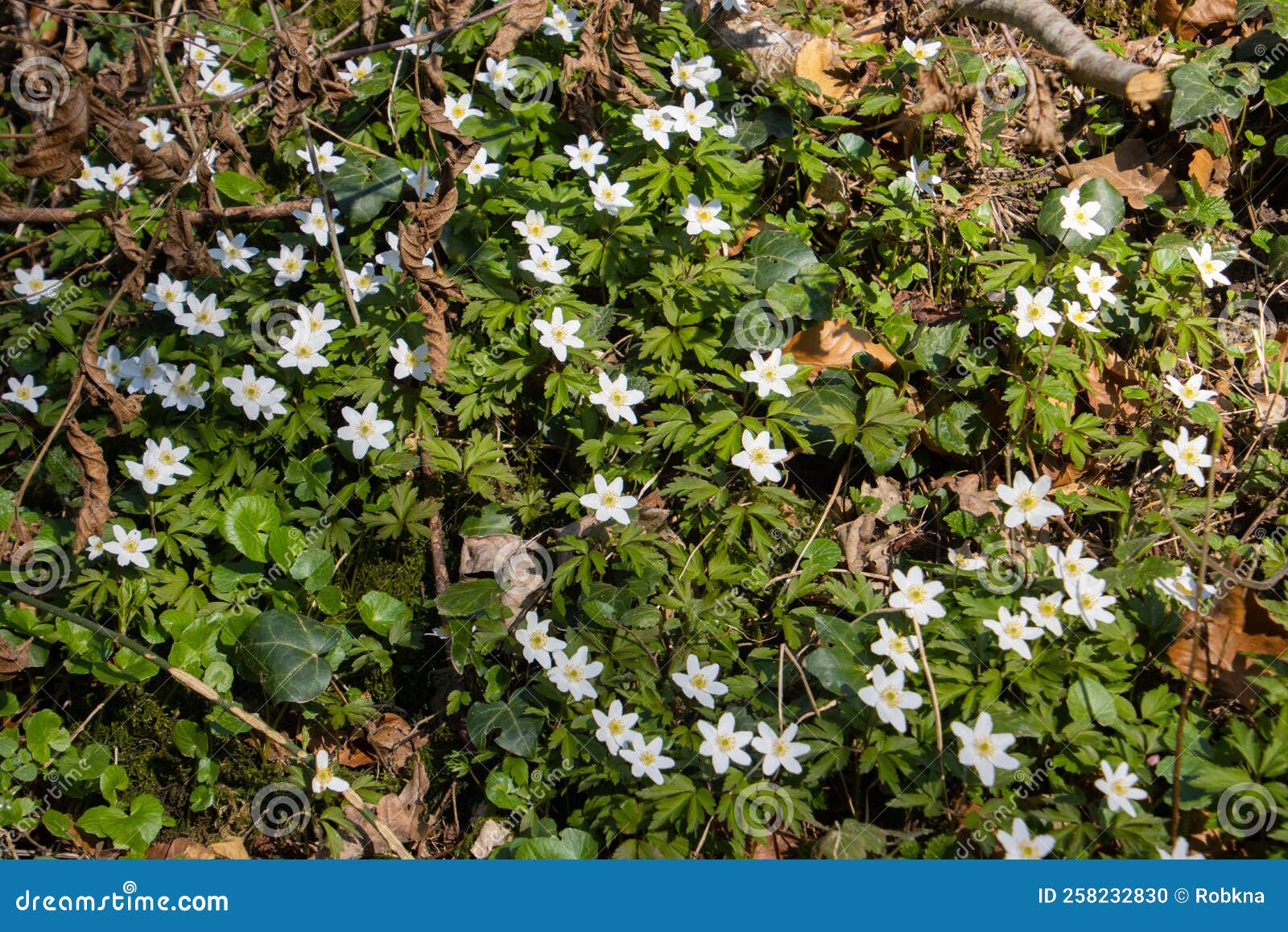 Wood Anemone Growing in the Forest, Also Called Anemone Nemorosa Stock