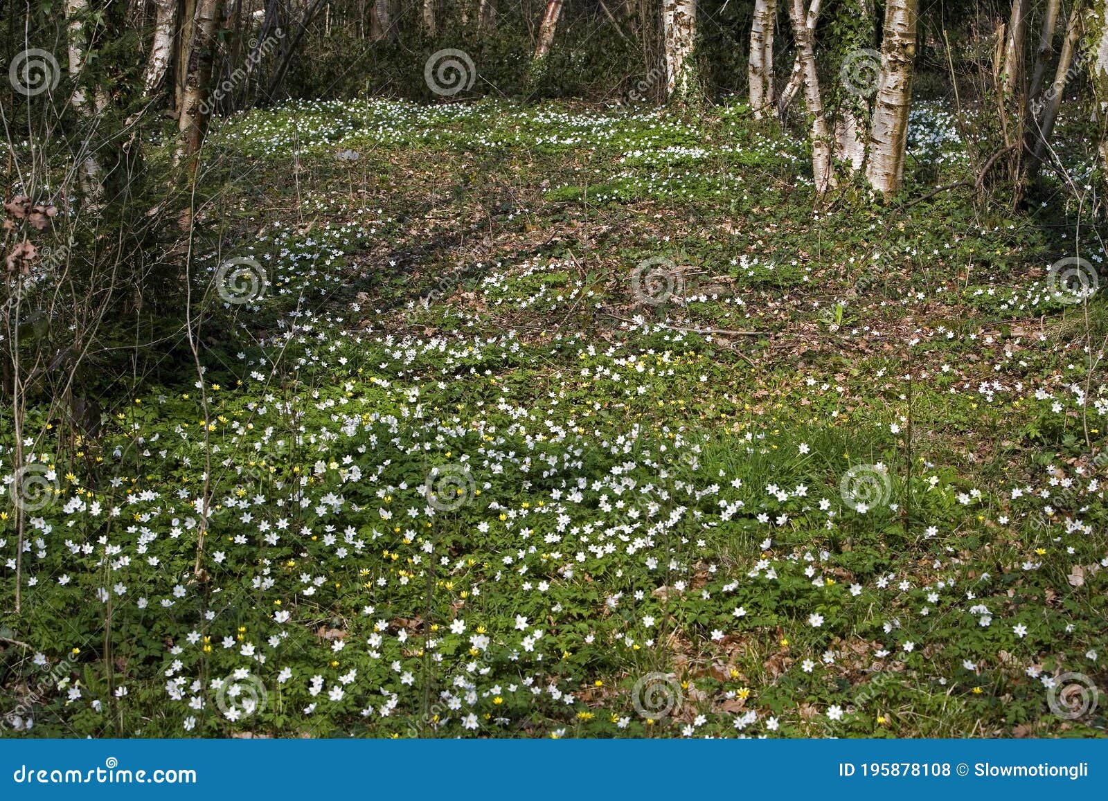 Wood Anemone, Anemone Nemorosa, Forest in Normandy Stock Photo Image